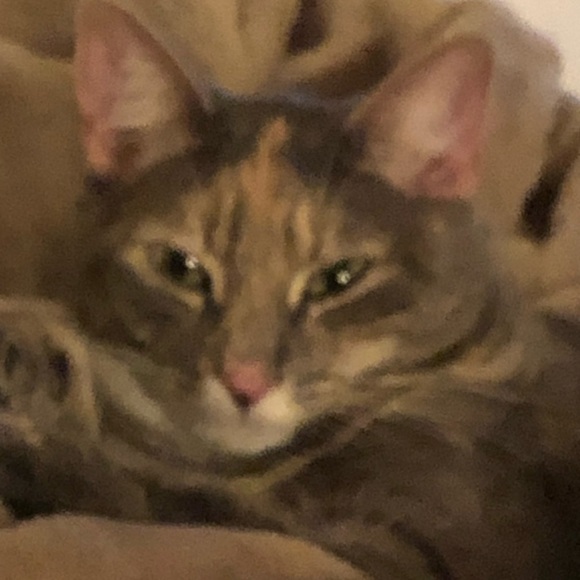 Meet your Posher, Nicola - Picture 1 of 2